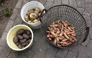Kartoffelernte im Klostergarten