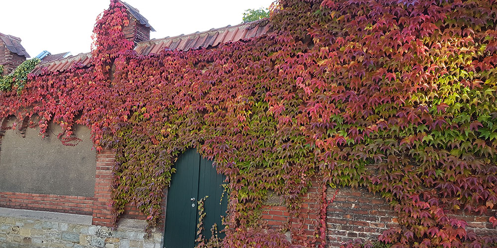 Herbstliches Laub an der Klostermauer mit Eingang
