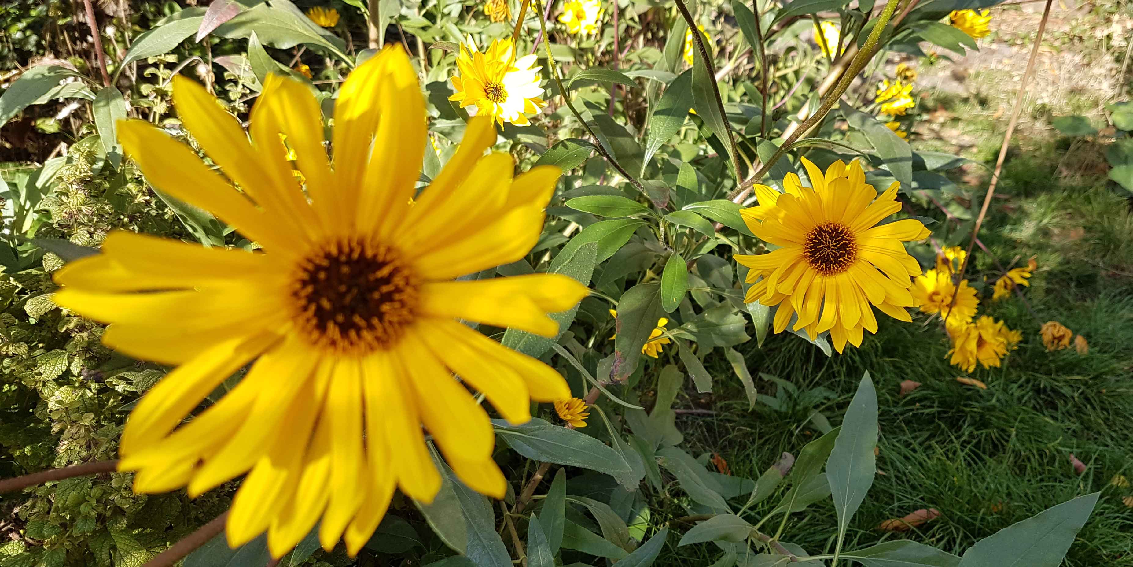 offener Klostergarten 2018-10 - gelbe Blume