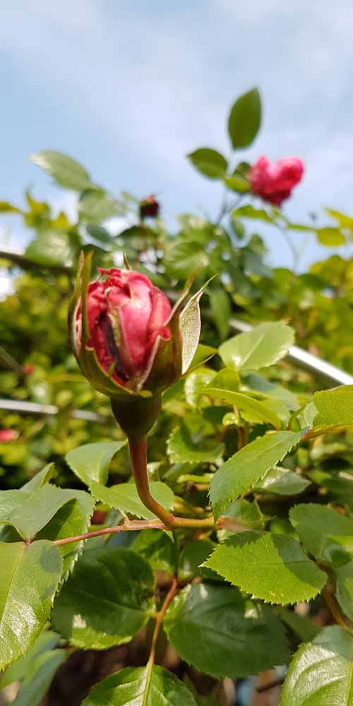 20190507_170543_Rose_rot Rose_rot