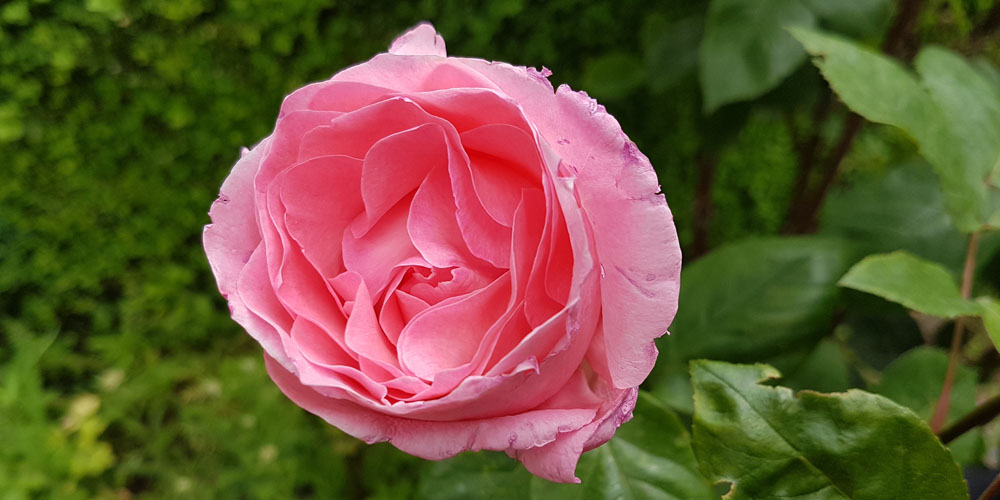 Rose-rosa